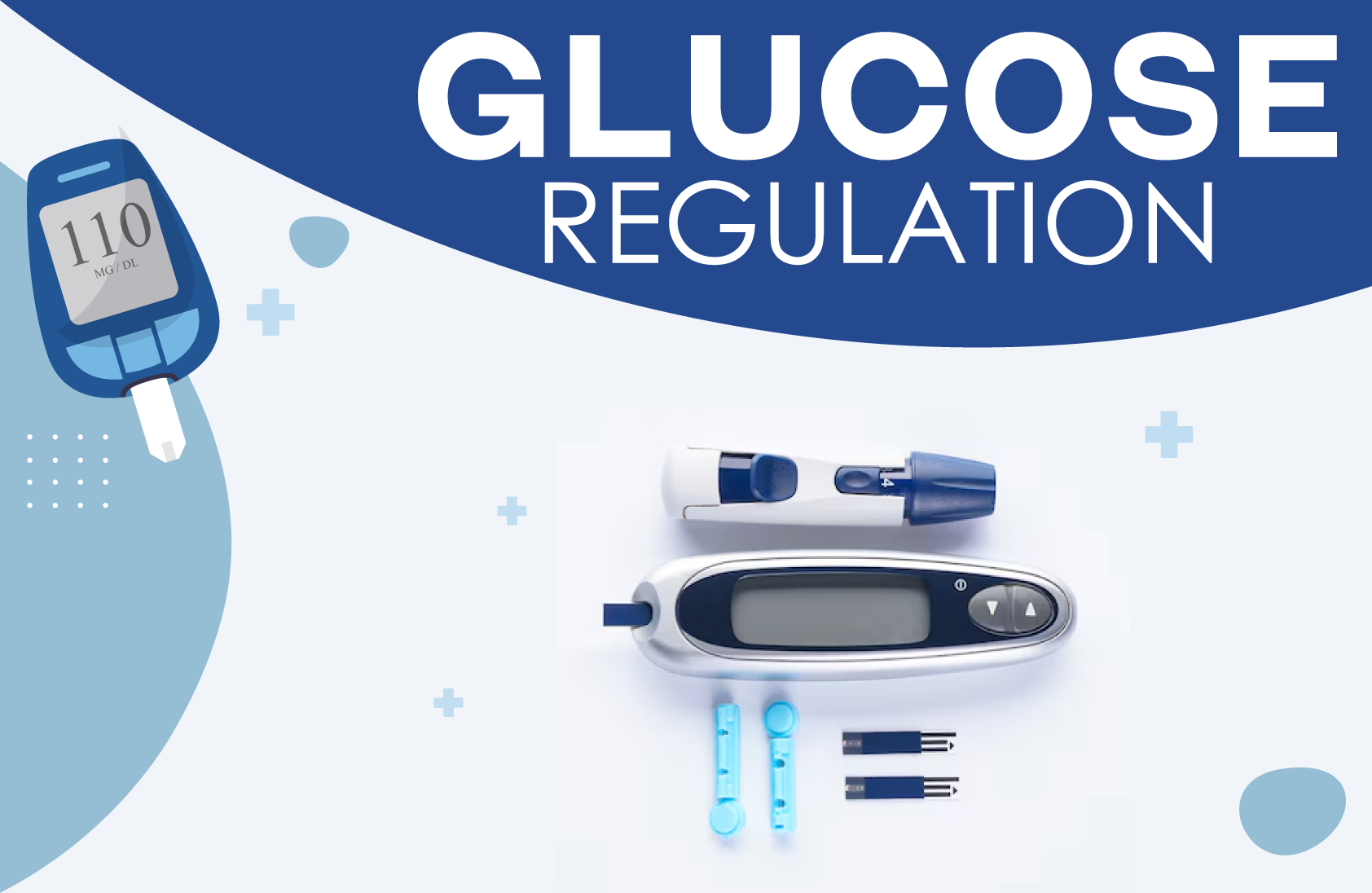 GlucoseRegulation.Title.png
